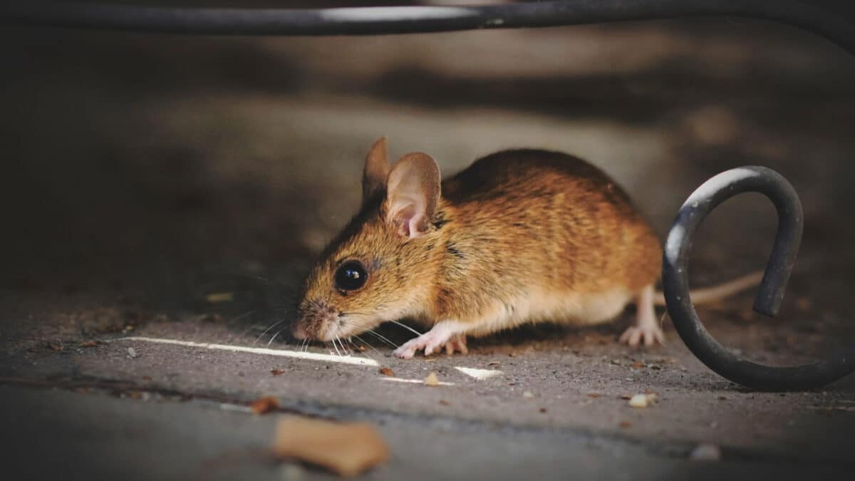 Se débarrasser des rats et des souris avec l'aide d'un professionnel